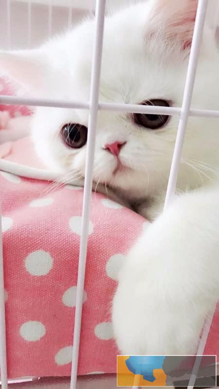 太原哪里有加菲猫卖 自家繁殖 品相 多只可挑