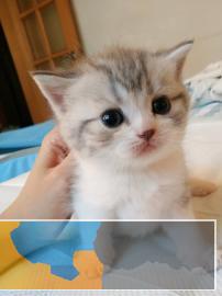 小猫美短加白折耳立耳起司猫英短纯白