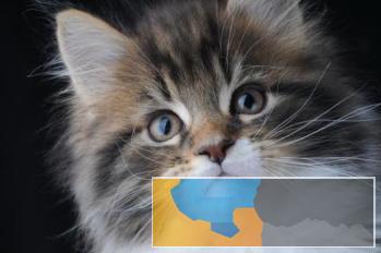 纯种长毛缅因猫包健康包纯种可签协议