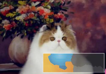 本地出售高颜值波斯猫定期打疫苗健康出售