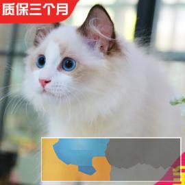 真实标价 CFA注册布偶猫双色布偶完美品相