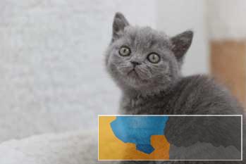 CFA注册英国短毛猫蓝猫寻找富养家庭