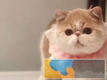 专业繁殖高品质加菲猫可上门挑选专业售后