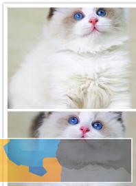 自带仙气的仙女布偶猫蓝双海双甜美可爱