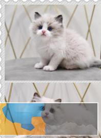 网红仙女布偶猫双血统疫苗驱虫已做气质非凡哟