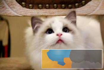 超颜值仙女布偶猫温顺粘人乖巧可爱欢迎上门