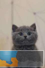 温顺粘人爱撒娇软萌可爱大包子脸蓝猫健康无病藓