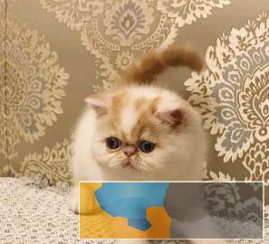 出售自家繁育的甜美版加菲小猫，水滴眼五短身材