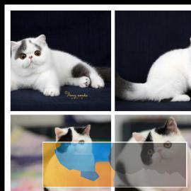 宠物猫活体纯种加菲猫异国短毛猫温顺粘人猫舍可上门