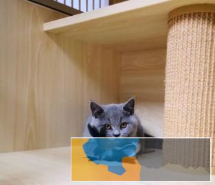 专业猫舍繁殖蓝胖子超级可爱虎胖性格好有保障