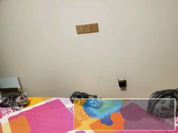 自己家亲生的纯种小虎斑美短猫