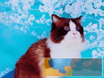 品相好价格低的布偶猫在太原幽兰CFA猫舍加实体店