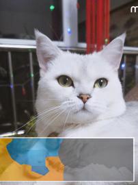 出售三只英短渐层猫