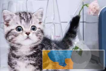 温顺粘人爱撒娇软萌可爱大包子脸短毛猫健康无病藓