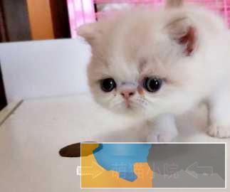 宠物猫找铲屎官啦