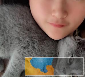 领养一只奶母猫不限品种