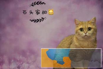 石头猫舍 CFA注册保证品质