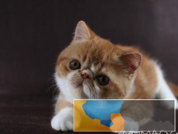 小八猫舍 专业繁育高颜值加菲猫颜色齐全包健康