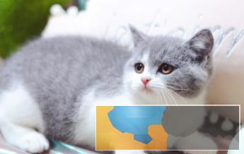 美短英短大包子虎斑条纹正规猫舍售后有保障