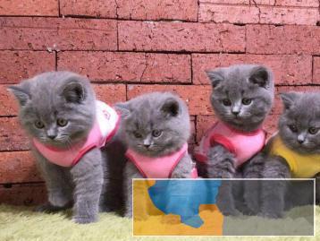 短毛猫金、银渐层、布偶、金吉拉、虎斑、蓝白特价