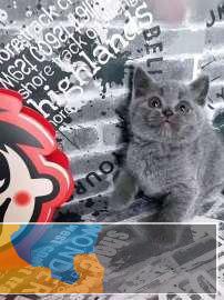 精品高颜值纯种蓝猫八十只在售健康无病癣签协议