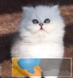猫舍繁殖大爆猫蓝眼碧绿眼金吉拉签订三包