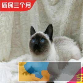 高端纯种暹罗猫疫苗齐全包健康活