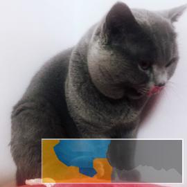 爱宠找疼爱猫咪的主人