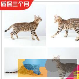 霸气的孟加拉豹猫、常年出售、全国可空运