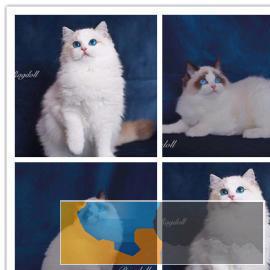 CFA星级猫舍专业繁殖布偶猫海双蓝双双血带证