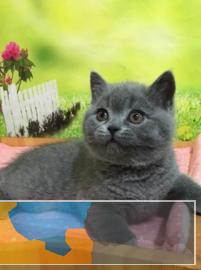 猫舍蓝猫幼猫优质有保障活包健康可上门