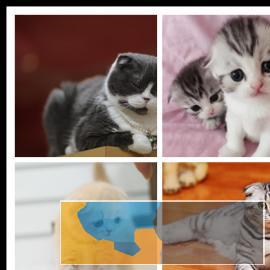 同城CFA猫舍出售幼猫纯种苏格兰折耳猫活体包健康