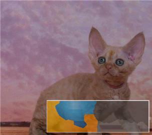 本地多只呆萌温顺猫咪出售价格实惠卷毛猫带回家