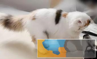 波斯猫精品完美品相异长贵族健康无癣签协议