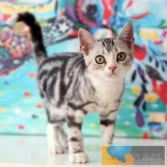 武汉金牌繁殖基地一一CFA猫舍一一英国短毛猫一一带证