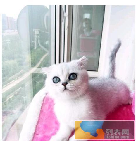 因老婆怀孕 猫舍猫咪无偿领养了 非诚勿扰