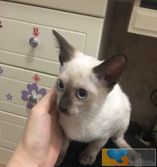 纯种暹罗猫宠物猫海豹重点色三个多月母1000