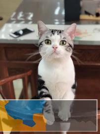 乌市本地猫舍加菲蓝猫美短接收预定可上门看