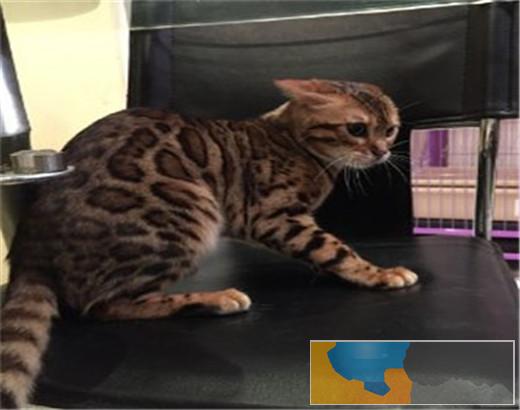 猫舍出售纯种健康孟加拉豹 猫可上门挑选全国发货