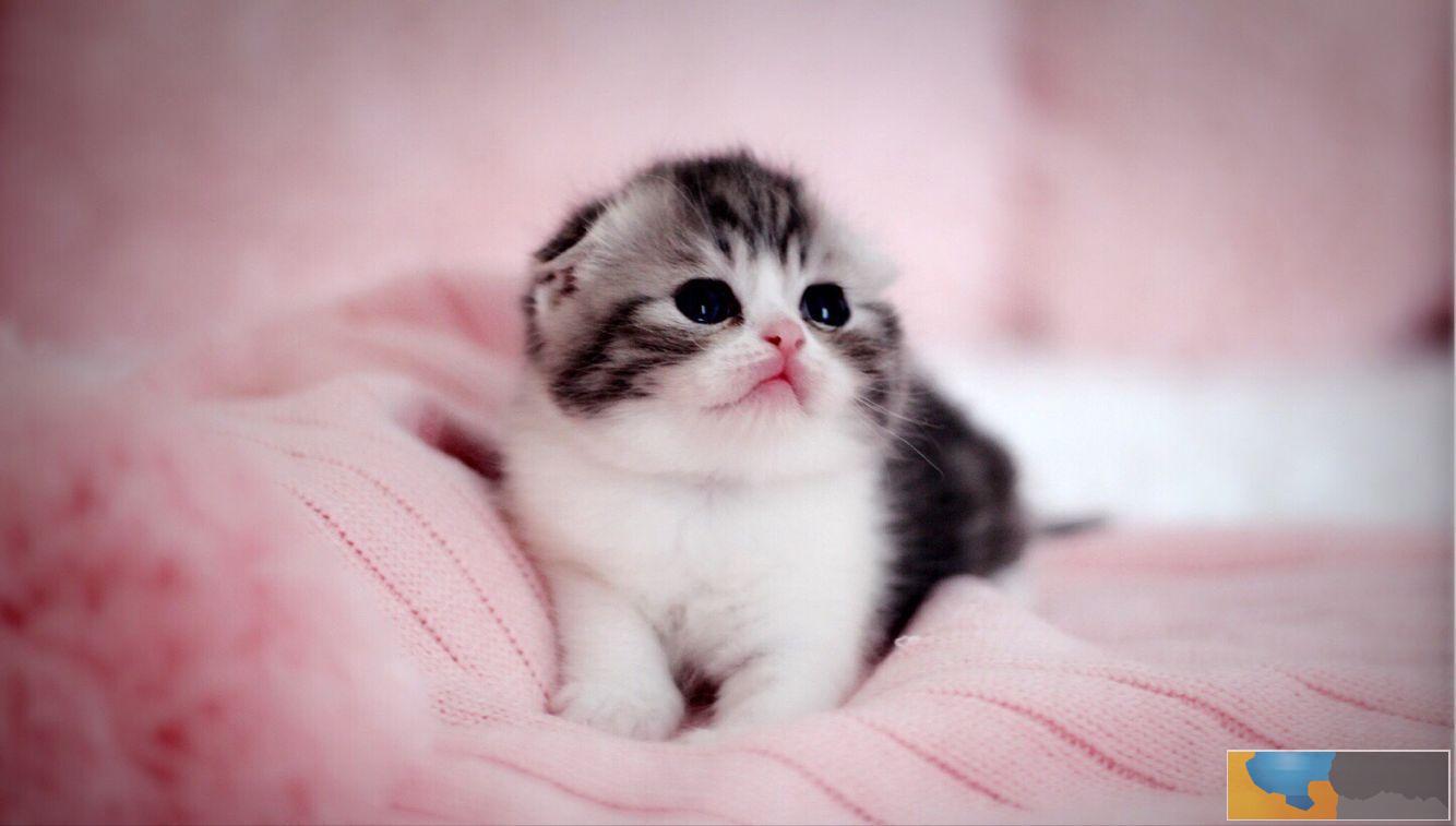 自家猫舍繁育折耳猫 包纯种 包健康