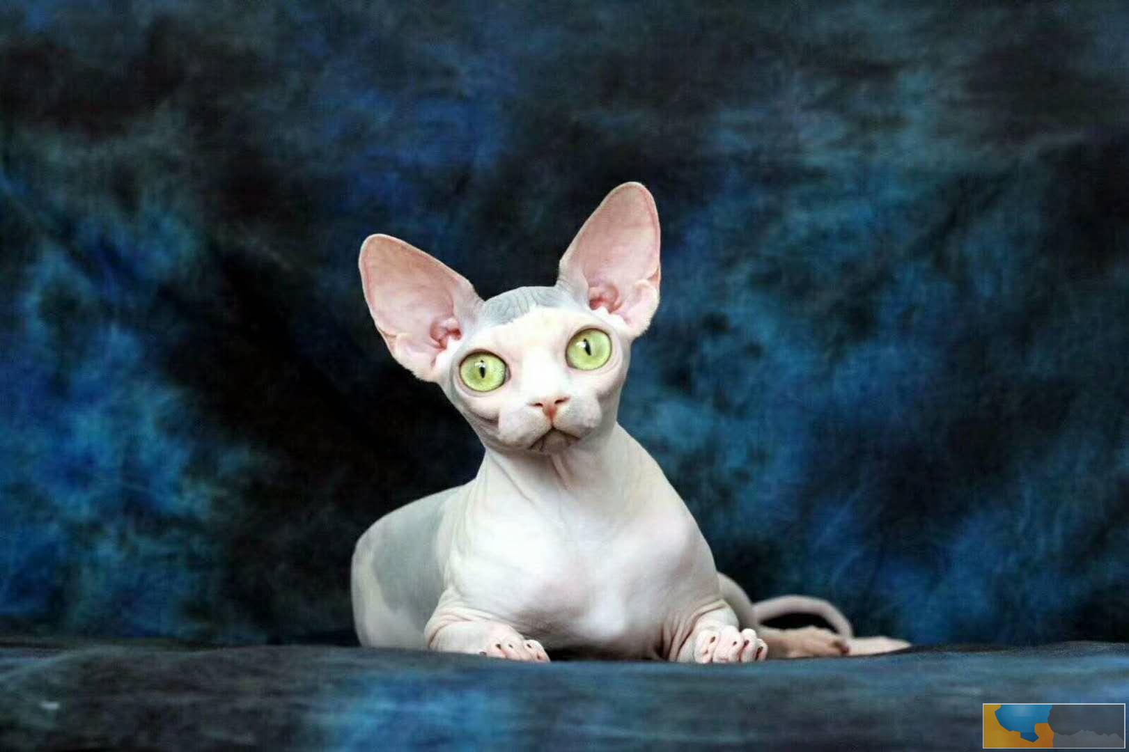 加拿大无毛猫 斯芬克斯 蓝眼 纯种DDMM多只可选