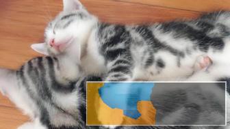 猫愿猫舍乌市家庭繁育英短美短找新家可上门疫苗齐