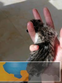 6月25日新生小猫寻新主