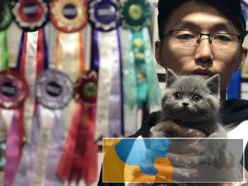 新疆本地CFA猫舍英短蓝猫、渐层，美短虎斑无毛猫