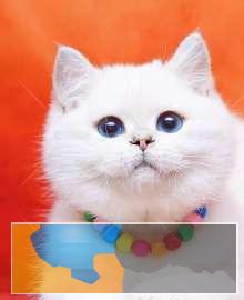 新疆本地CFA注册猫舍英短蓝猫、银渐层，美短虎斑