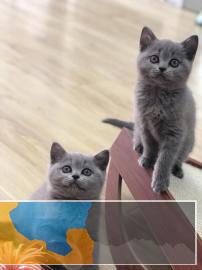 乌市本地猫舍加菲蓝猫美短终身免费售后