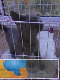 3个月小蓝猫忍痛转让送全套猫咪用品