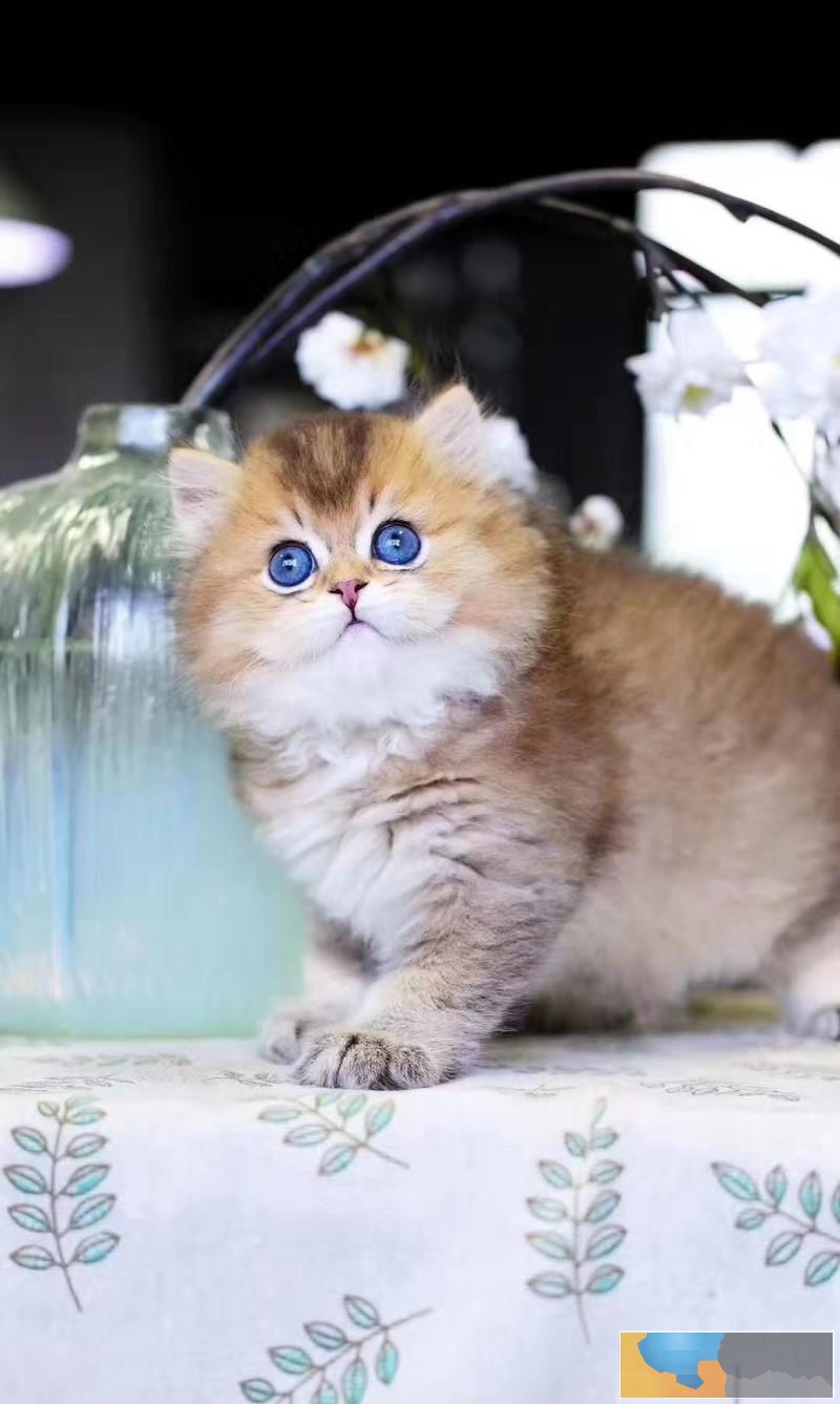 金渐层猫宝宝大爆毛