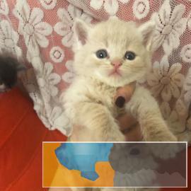 自家的英短小猫寻找爱他们的爸爸妈妈