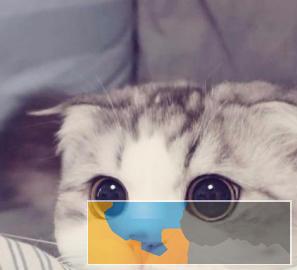 温州本地猫舍出售各种名猫包纯种包健康活支持送猫